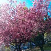 ヒメ日記 2026/03/08 10:55 投稿 ひめか 人妻日記