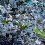 ひめか お花見🌸日和❁⃘𖤣𖥧*ﾟ. 人妻日記