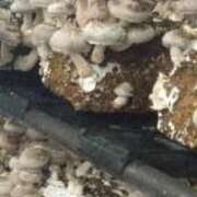 羽田真希 しいたけ狩り☺️ ハールブルク