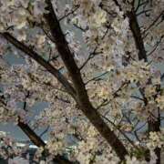 ヒメ日記 2026/04/20 11:57 投稿 まゆ おクンニ学園 横浜関内校