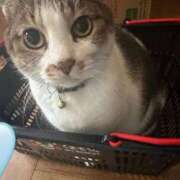 ヒメ日記 2026/01/29 00:30 投稿 ゆいか IRIS(岐阜)