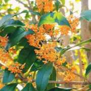 らんか 出勤 名古屋ちゃんこ