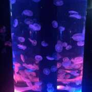 ヒメ日記 2026/01/27 08:54 投稿 りず 美少女制服学園CLASSMATE　五反田校