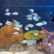 ヒメ日記 2025/09/26 12:21 投稿 えま 千葉メイドリーム（ユメオト）