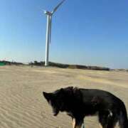 あん 12月の出没予定 木更津人妻花壇