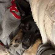 ヒメ日記 2025/12/07 00:14 投稿 あん 木更津人妻花壇