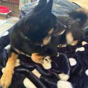 ヒメ日記 2026/01/13 14:34 投稿 あん 木更津人妻花壇