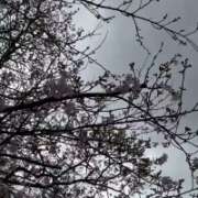 ヒメ日記 2026/03/28 13:15 投稿 あん 木更津人妻花壇