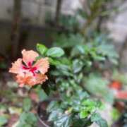 ヒメ日記 2026/03/31 09:07 投稿 あん 木更津人妻花壇