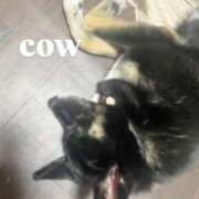 ヒメ日記 2026/04/04 23:48 投稿 あん 木更津人妻花壇