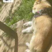 ヒメ日記 2026/04/24 01:07 投稿 あん 木更津人妻花壇