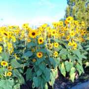 ヒメ日記 2025/09/22 11:47 投稿 如月 蓮愛(きさらぎ れあ) キングアンドクイーン