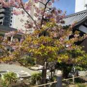 ヒメ日記 2026/03/17 11:58 投稿 みおん 熟女家 十三店