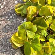 ヒメ日記 2026/03/31 19:53 投稿 しおり未経験 iris～アイリス～