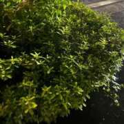 ヒメ日記 2025/09/12 00:32 投稿 ゆみ 横浜人妻花壇本店