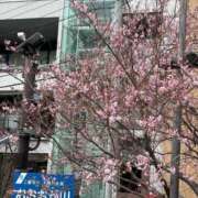 ヒメ日記 2026/03/20 23:36 投稿 ゆみ 横浜人妻花壇本店