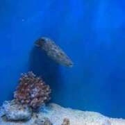 ヒメ日記 2026/02/05 03:43 投稿 いるみ 見学娘