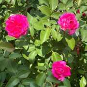 ヒメ日記 2026/03/19 16:03 投稿 アナ 見学娘