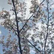 ヒメ日記 2026/03/29 14:23 投稿 すみれ 見学娘