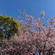 ヒメ日記 2026/04/02 09:53 投稿 あん 見学娘