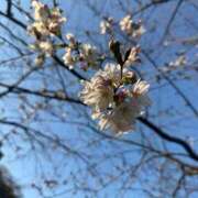 ヒメ日記 2026/03/30 21:53 投稿 いよ 見学娘