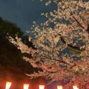 ゆりの 夜桜見たよ🌸 見学娘