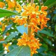 ヒメ日記 2025/10/11 03:40 投稿 ななこ ごほうびSPA池袋店