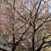 ヒメ日記 2026/03/30 01:08 投稿 りま【ご奉仕大好きド変態美女】 One More 奥様 新宿店