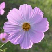 ヒメ日記 2025/10/12 10:36 投稿 みおり ニューヨーカー