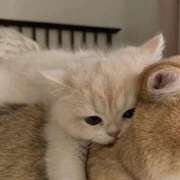 ヒメ日記 2026/02/10 23:36 投稿 にの お姉さんSelect