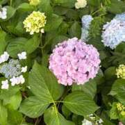 ヒメ日記 2026/06/23 14:52 投稿 白雪ましろ 多恋人倶楽部