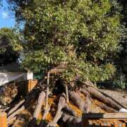 かぐや おめでとう🎊 E+アイドルスクール　大阪・日本橋店