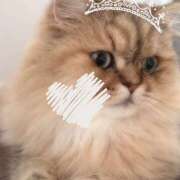 ヒメ日記 2025/09/18 19:03 投稿 すい an_an（アンアン）