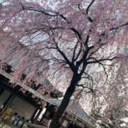 ヒメ日記 2026/04/04 17:02 投稿 まこ 茨城ちゃんこ土浦つくば店