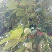 ヒメ日記 2025/09/29 09:16 投稿 鈴木茜(あかね) 東京不倫～とうきょうふりん～