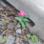 ヒメ日記 2025/10/13 08:28 投稿 鈴木茜(あかね) 東京不倫～とうきょうふりん～