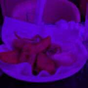 ヒメ日記 2026/02/17 08:24 投稿 ひなた みつばちマーヤZ