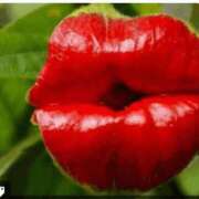 ヒメ日記 2025/09/16 15:36 投稿 栗田 熟女の風俗最終章 新横浜店