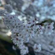 ヒメ日記 2026/04/07 03:00 投稿 りり 立川ちゃんこ