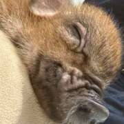 橘さくらこ ミニブタちゃんプギプギ Alice池袋