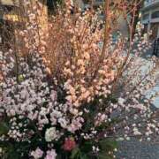 ヒメ日記 2026/02/02 20:00 投稿 西里せな Finemotion