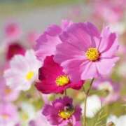 ヒメ日記 2025/09/20 22:05 投稿 ひめか 待ちナビ