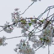 みずき 出勤🌸 ぐっすり山田　大阪店