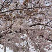 ヒメ日記 2026/04/02 08:49 投稿 そら 華美人