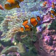 ヒメ日記 2025/10/17 18:07 投稿 あな 全裸のいいなり美女OR満員ちかん電車