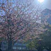 葉月 かりな ぎりぎり桜 E+アイドルスクール　大阪・日本橋店