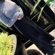 ヒメ日記 2025/11/05 00:59 投稿 佐々木のの ウルトラハピネス