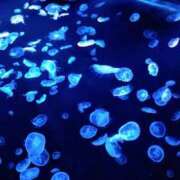 ヒメ日記 2025/09/20 14:23 投稿 本田まこと ワイフコレクション