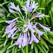 ヒメ日記 2025/09/27 21:10 投稿 本田まこと ワイフコレクション