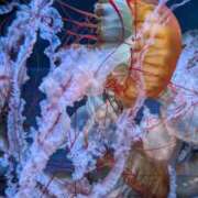 本田まこと おはようございます ワイフコレクション